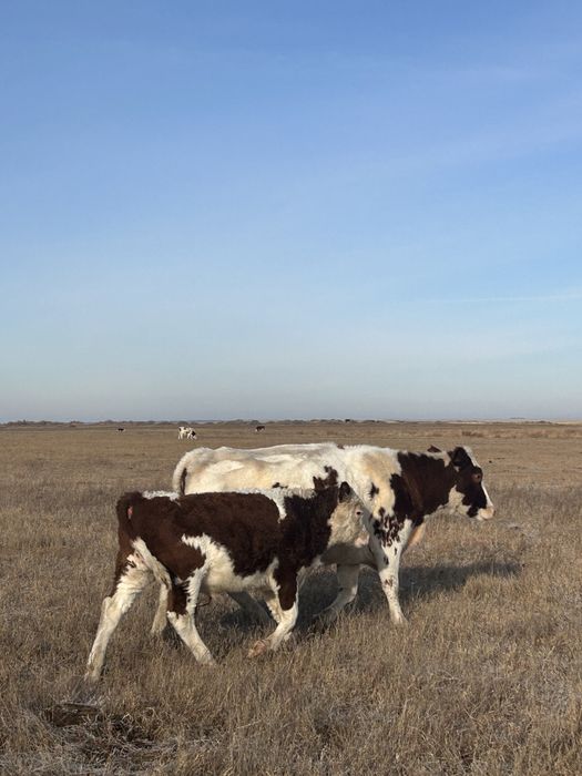 Продам Бычков подсос