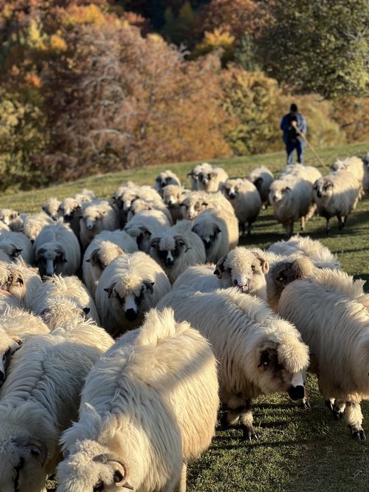 Vând 65 de oi , si 6 berbeci