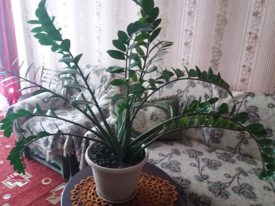 Продам  роскошное растение  Замиокулькас