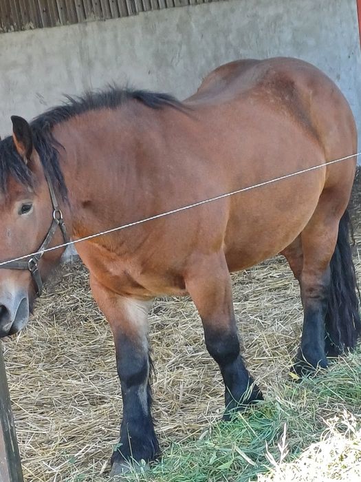 Ardeneza de 3 ani gestanta