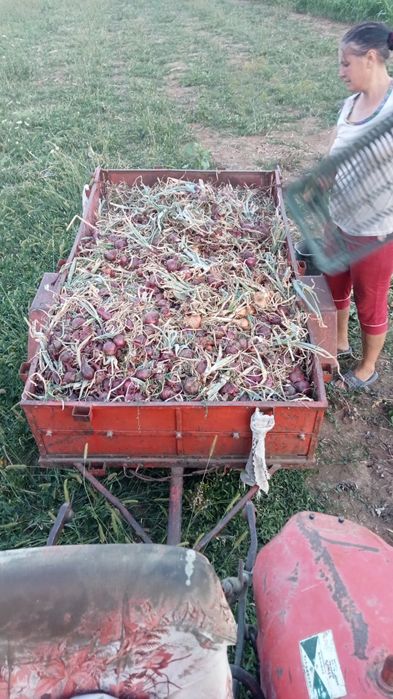 Ceapă galbenă și roșie Romania