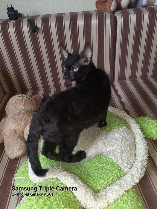 Котик ищет друга.