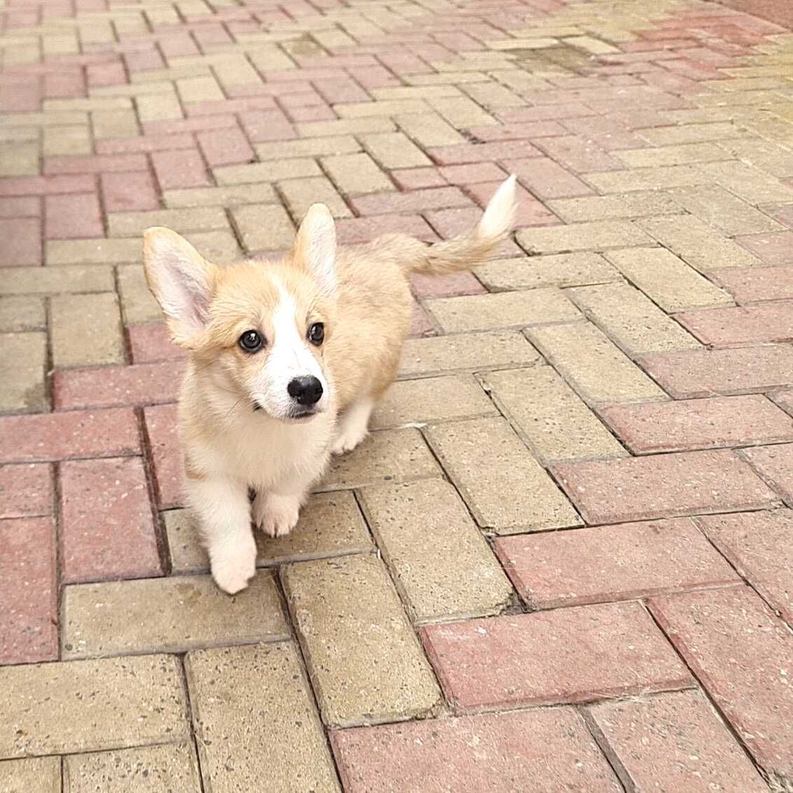 Descoperă Perfecțiunea! Femelă Corgi de Excepție Disponibilă Acum