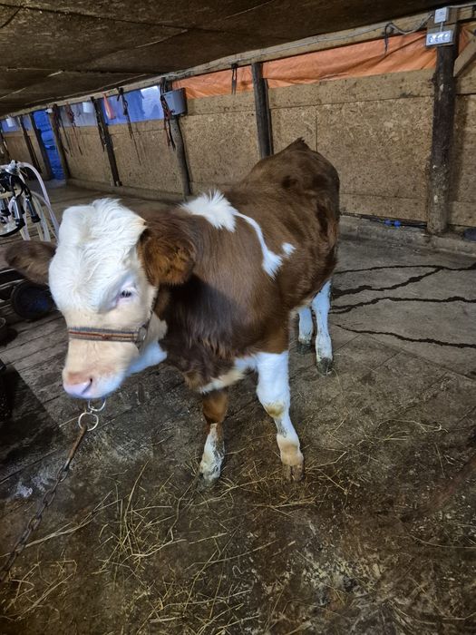 Vand vițel rasa baltata românească