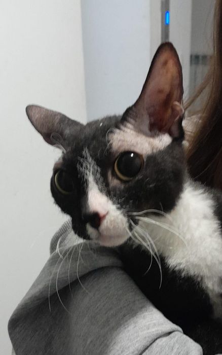 Отдам кошечку породы сфинкс