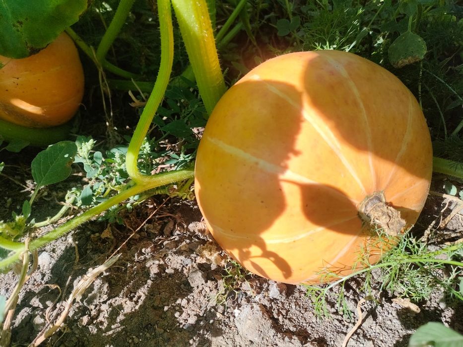 Тыква домашняя, тыква