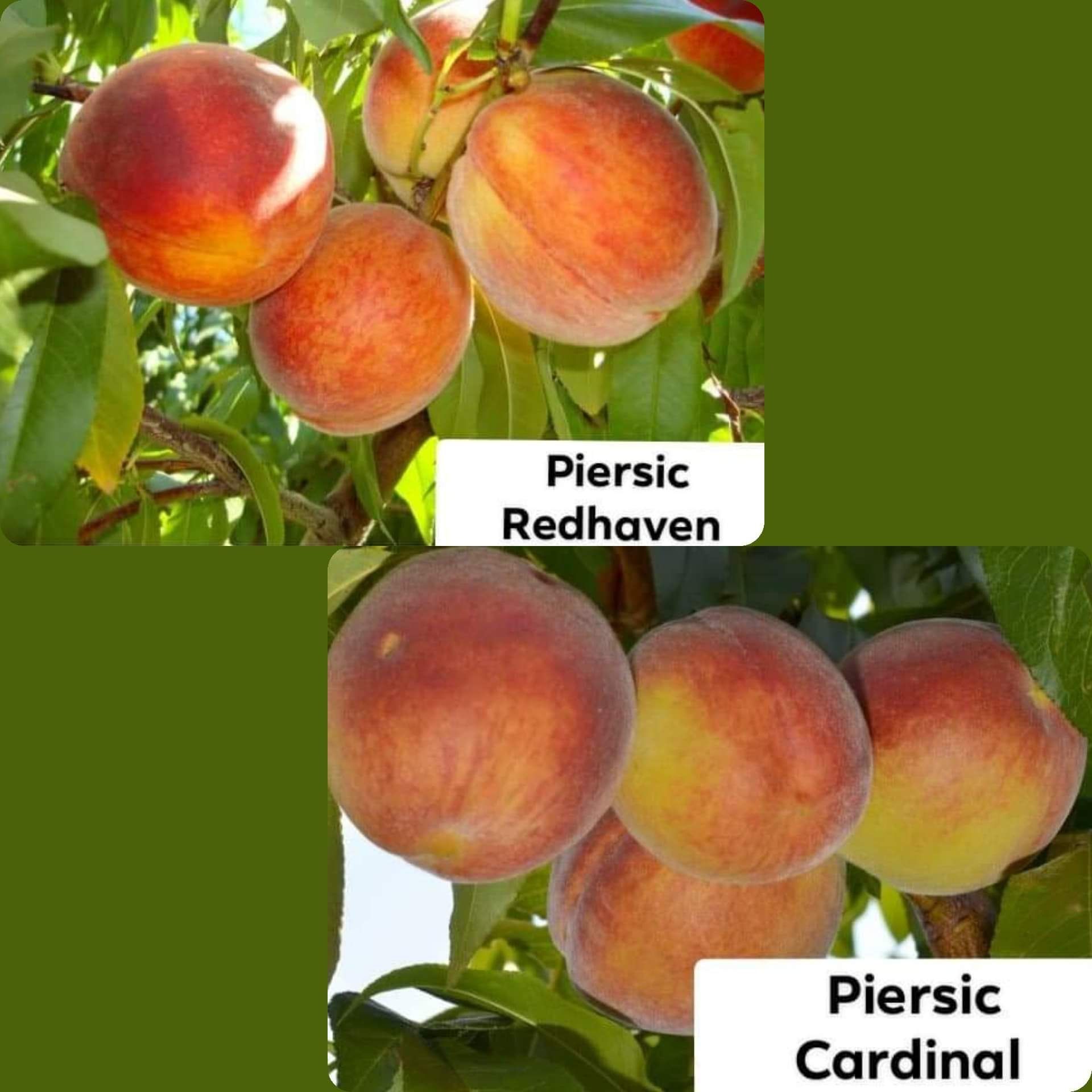 Pomi fructiferi anul 3 la Ghiveci