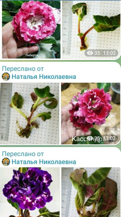 Стеблевые черенки глоксиний.