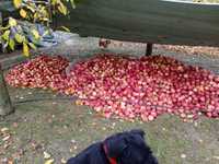 Vând mere bio livadă proprie la 6km de Hațeg.