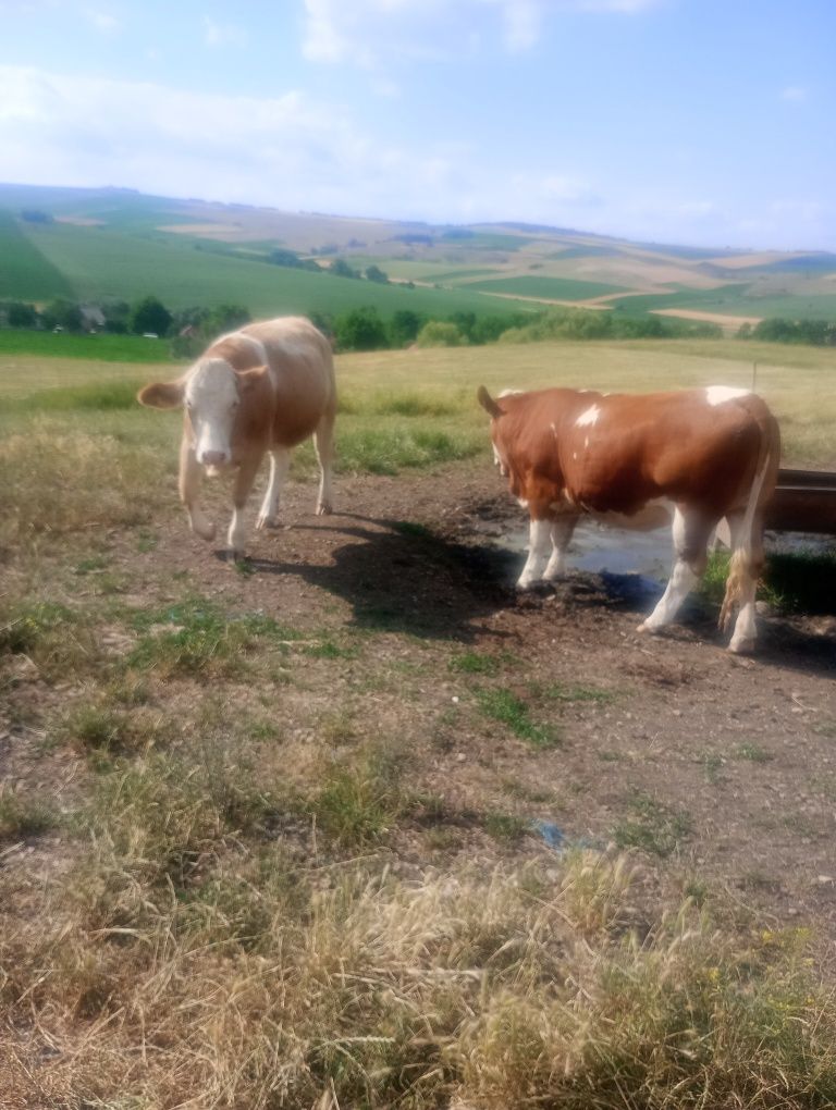 Vând juninci 6 bucati