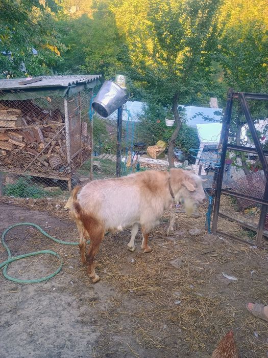 Vând o capra cu 2 iezi și un țap de montă