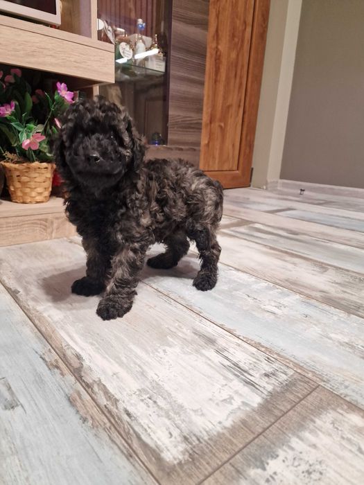 Пудел мини момче