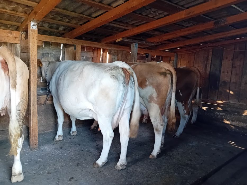 Vând 4 vaci 3 cu lapte una urmează sa fete