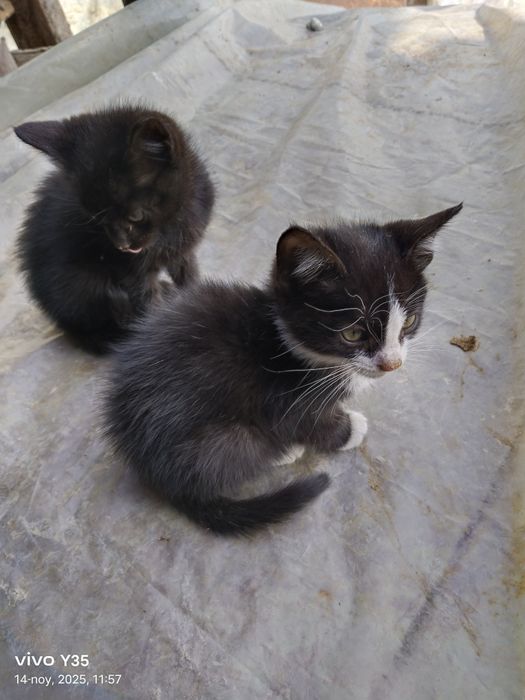 Mushukchalar hadiyaga