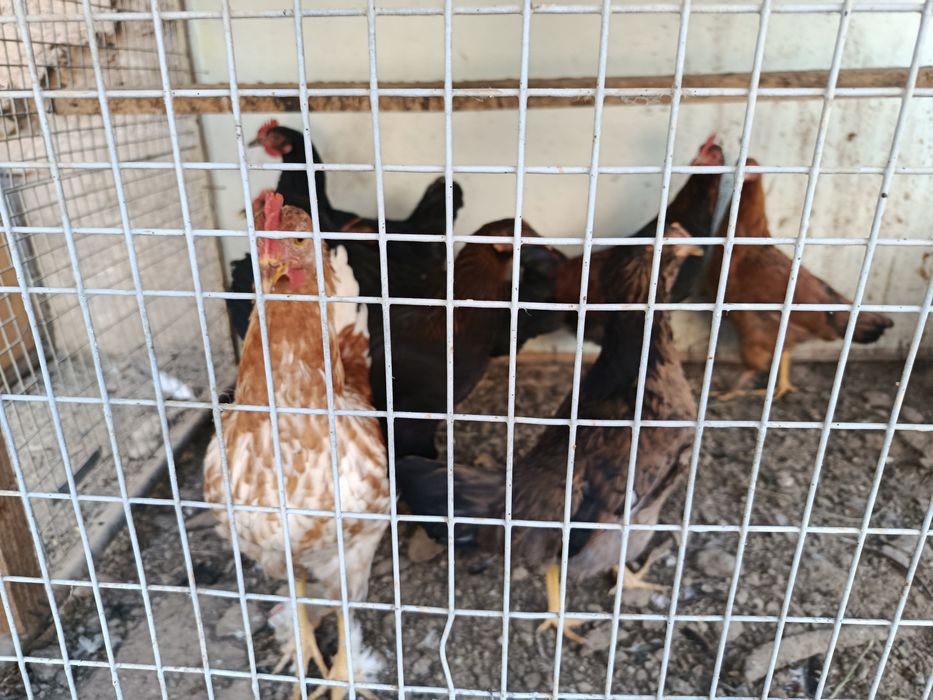 10 дона товук хораз