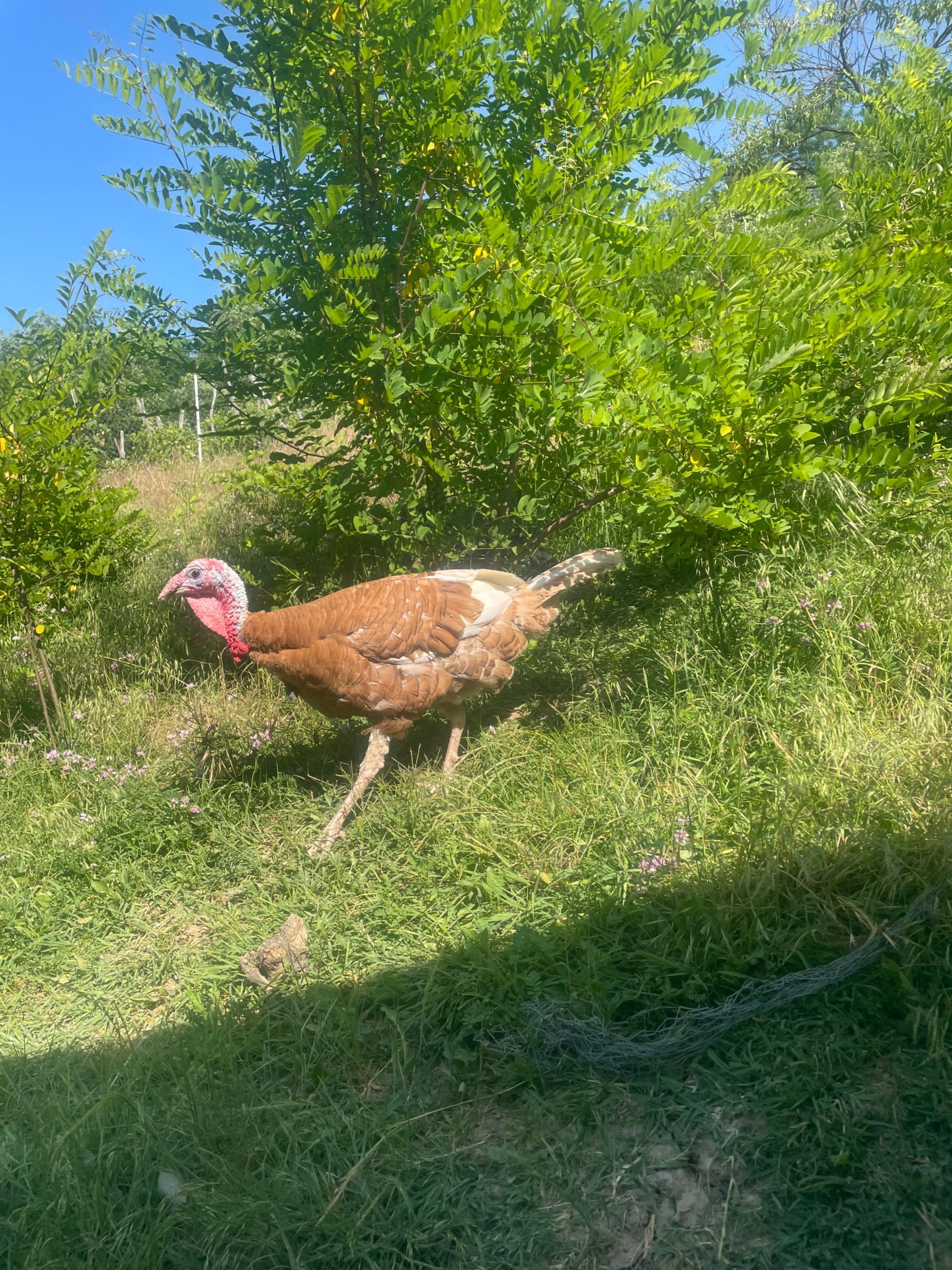 Curci Red Bourbon de vânzare