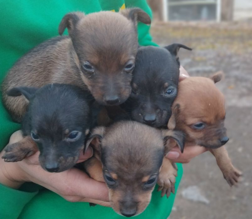 Малки Пичерчета н