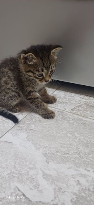 Mushuk sotiladi zotli