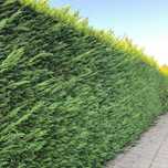 Leylandii  60-70cm crescut in ghiveci
