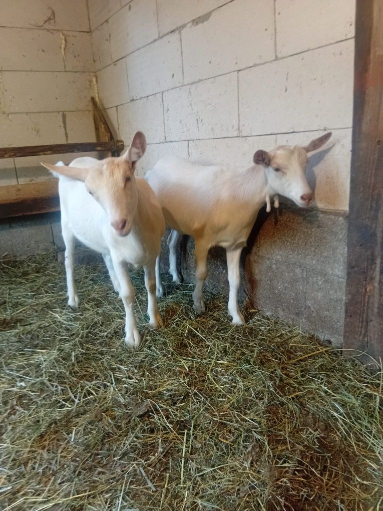 Vând 2 iede sannen