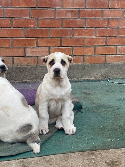 Алабай  щеночки  чистокровные