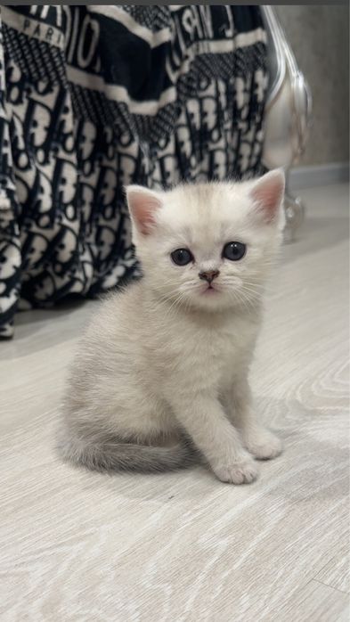 Продаются котята шиншилы