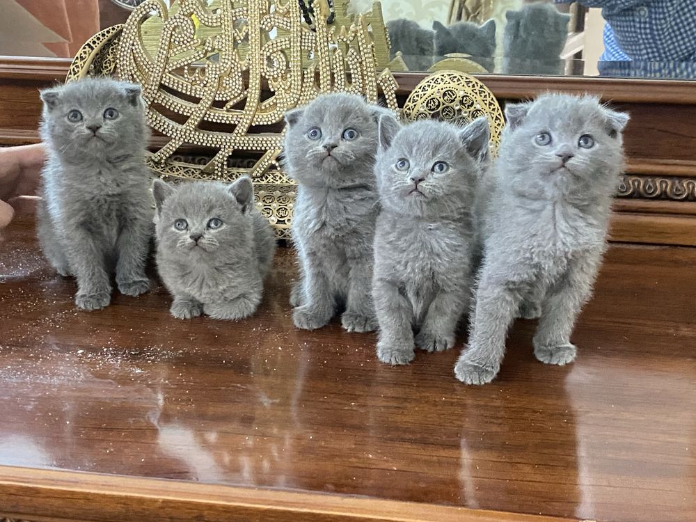 ПРОДАЕТСЯ 5 очераваткльных  котят
