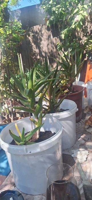 Aloe Vera plante