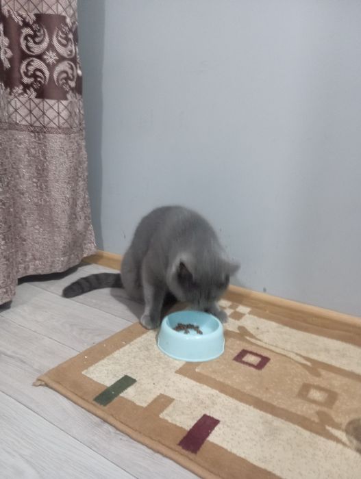 Skotshfol ayol erkak