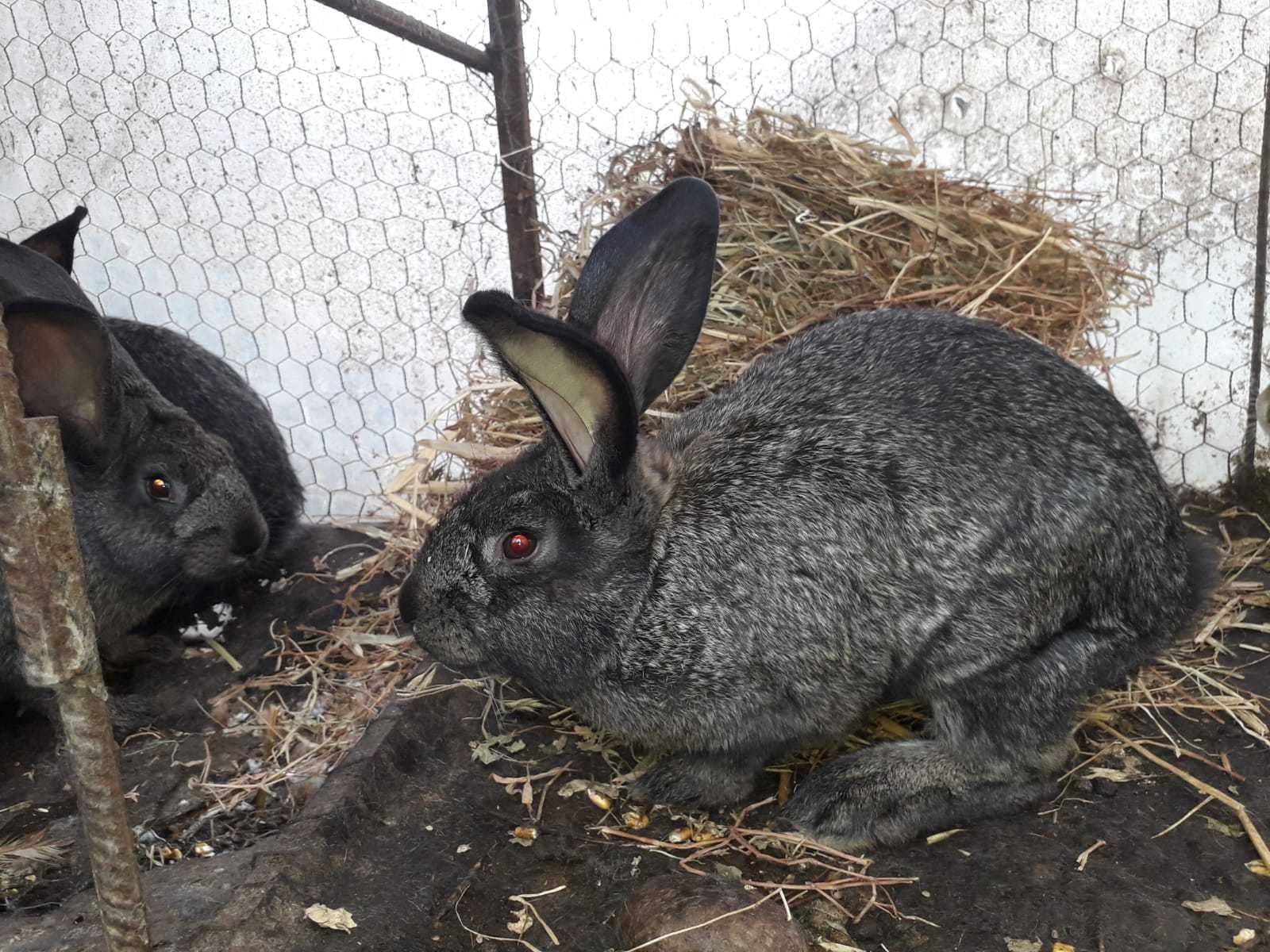 Vând masculi tineri la 4 luni și doi la 7 luni