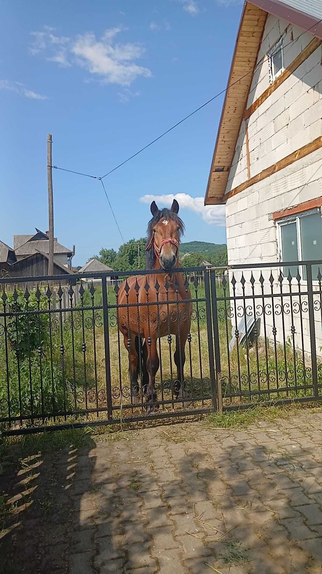 Vând cal de 3 ani