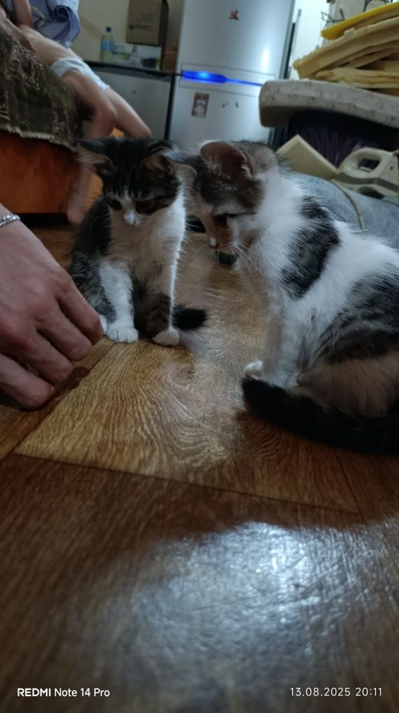 Отдам даром котят.