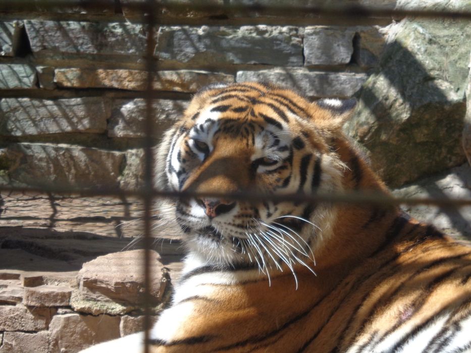 Фотоапарат Sony DSC-W730