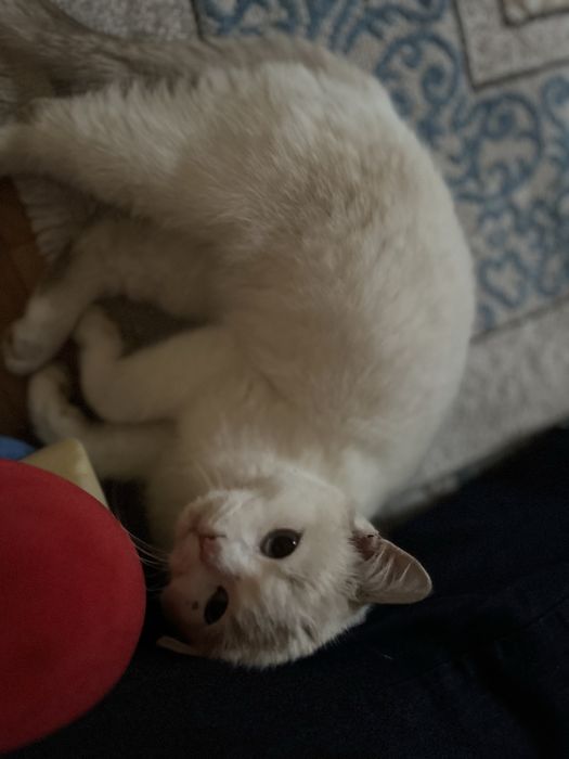 Ангорская кошка глаза зеленный ушки корочный  пушистый кошка элетный