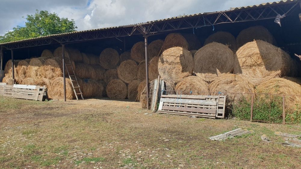 Baloții de Lucernă calitatea 1