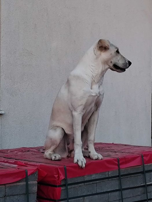 Donez catelusa metis