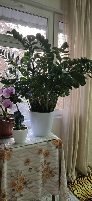 Цветок Замиакулькас