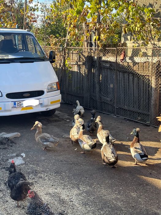 Rațe moțate românesti