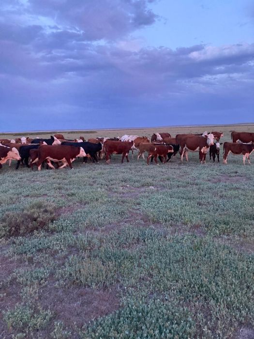 Продаётся крестьянское хозяйство с КРС  и лошадьми