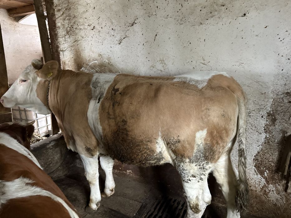 Vaca la prima fatare
