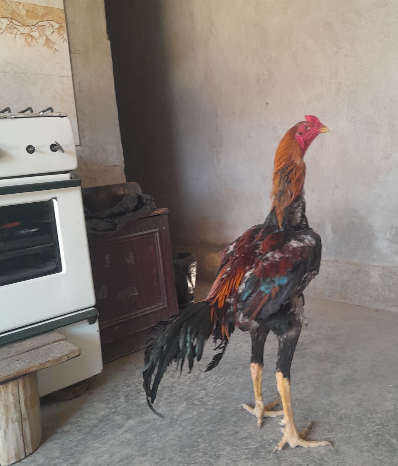 Tozza dakan jo'jalar sotiladi