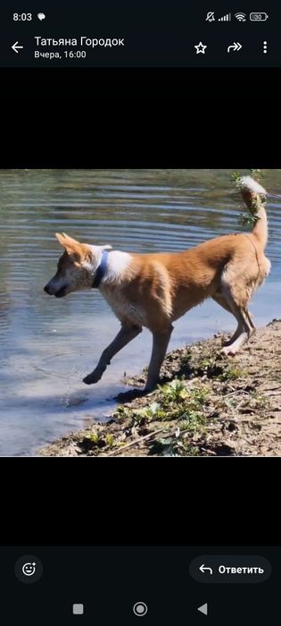 Пристроить в хорошие руки!