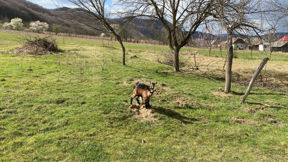 Vănd 4 capre alpine franceze două cu iezi+ 2 țapi alpini francezi