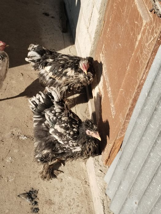 Молодые петухи! Порода Кохинхин Мраморные