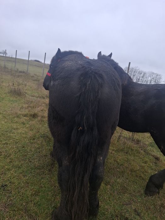 Vând două iepe negre!