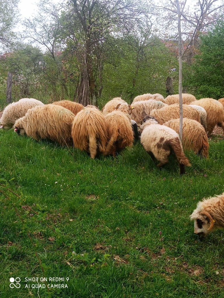 Vand oi breze cu miei