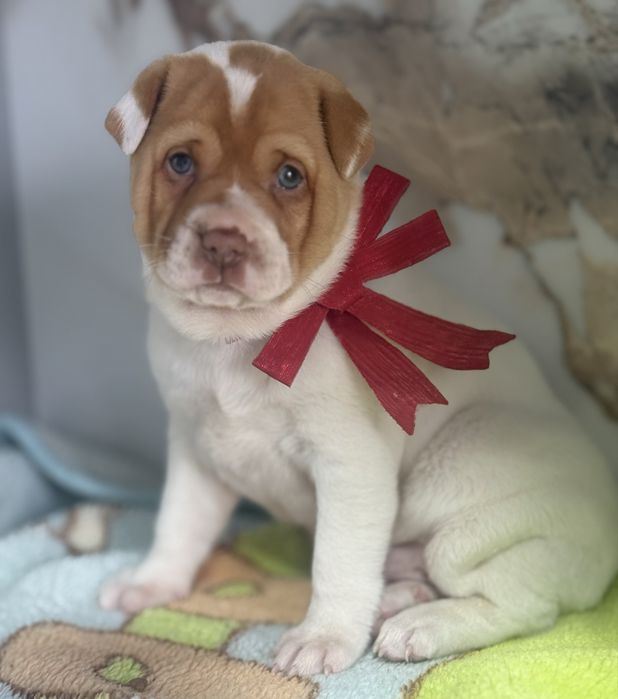 Продаеться деочка Шарпей