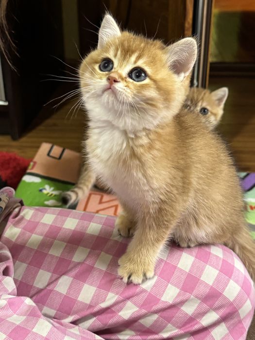 Британские котята, мальчик и девочка