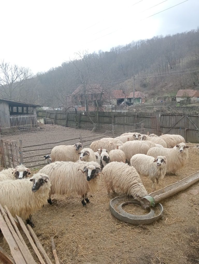Vând oi și berbec