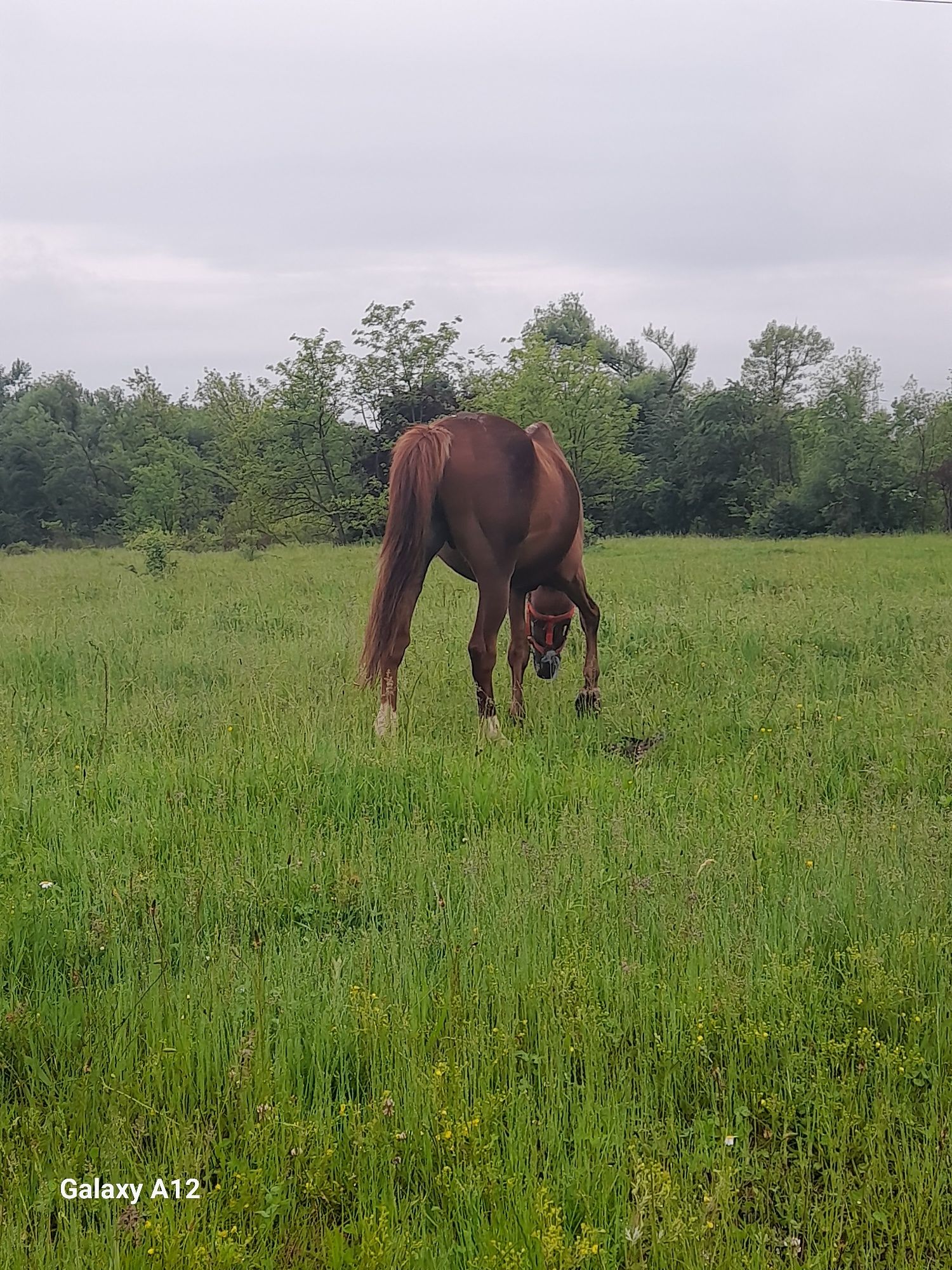 Vând armăsar 8 ani bun pentru muncile agricole